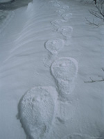 snowshoe-prints
